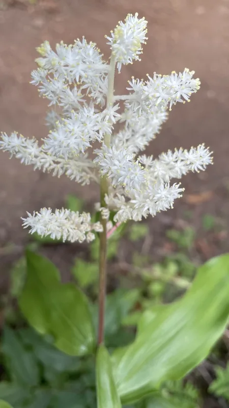 Solomon's plume