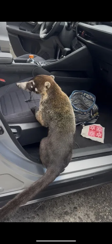 White-nosed Coati