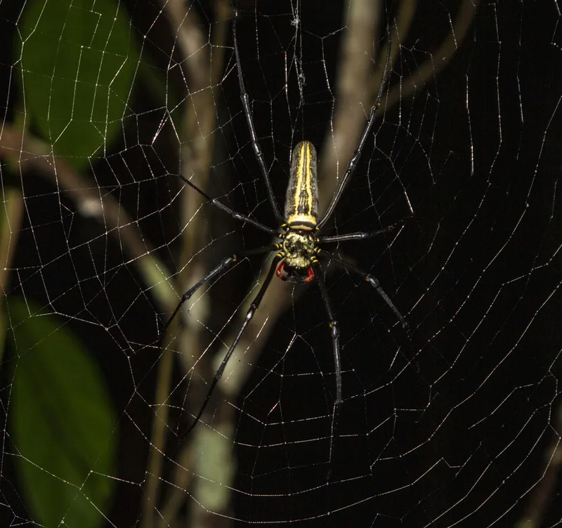 Giant Golden Orbweaver