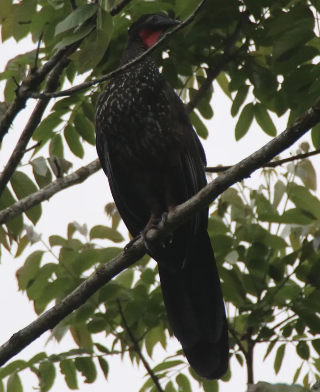 Crested Guan