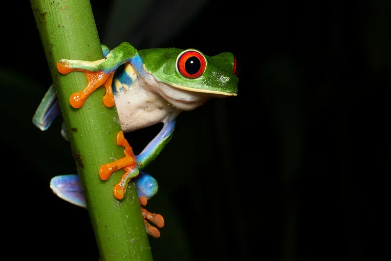 Red-eyed Tree Frog
