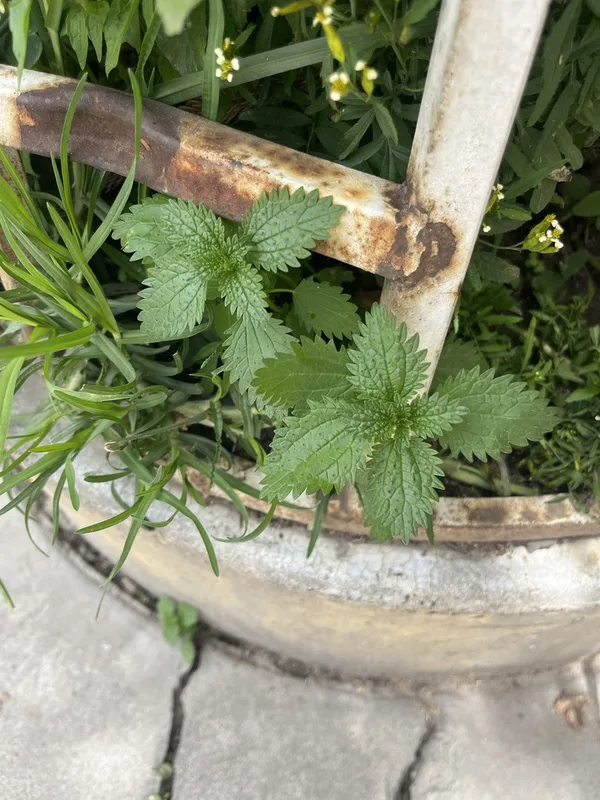 Dwarf Nettle