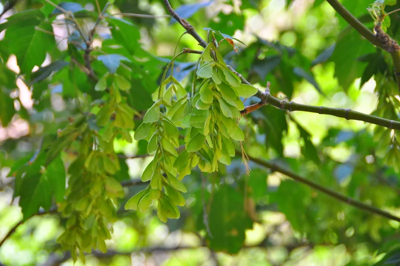 box elder