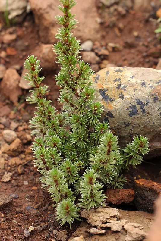 Alchemilla argyrophylla