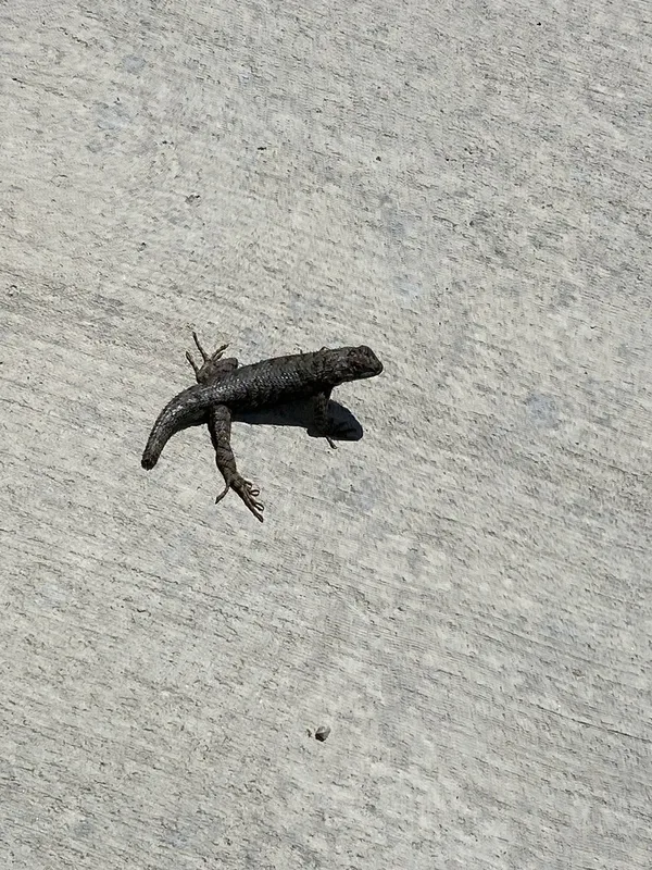 Western Fence Lizard