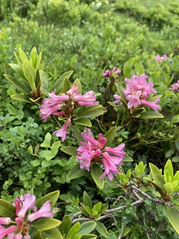 Rusty-leaved Alpenrose