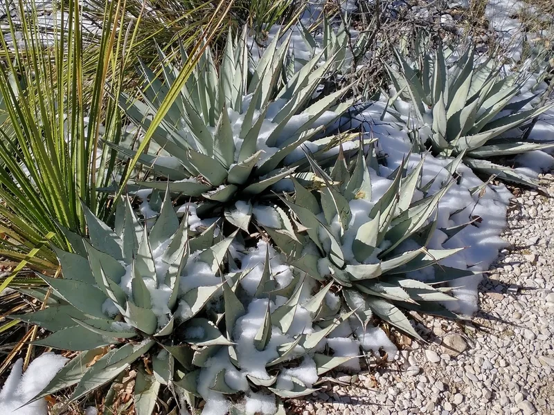 Parry's agave