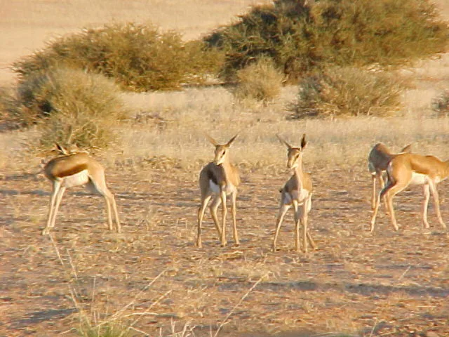 Springbok