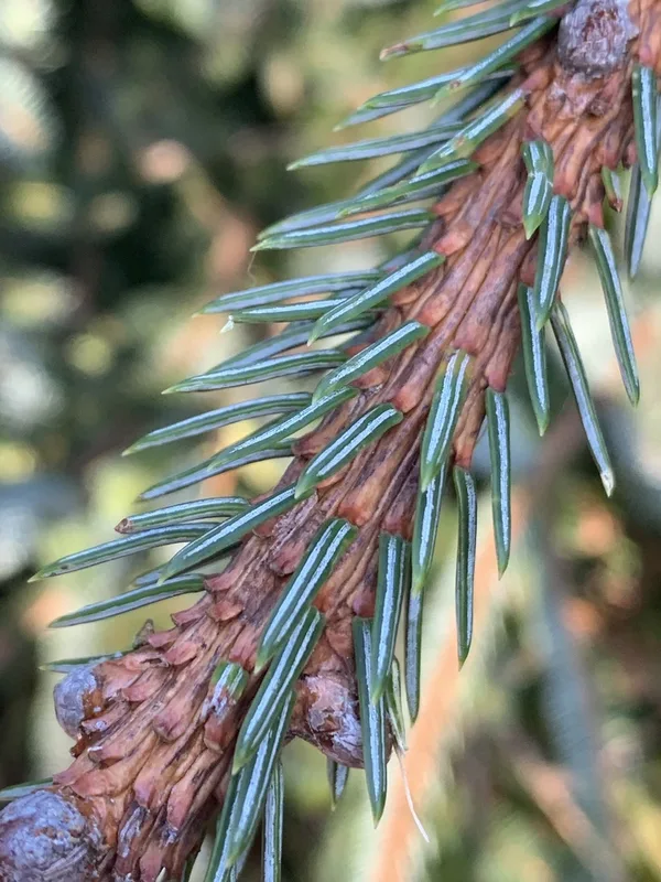 Sitka spruce