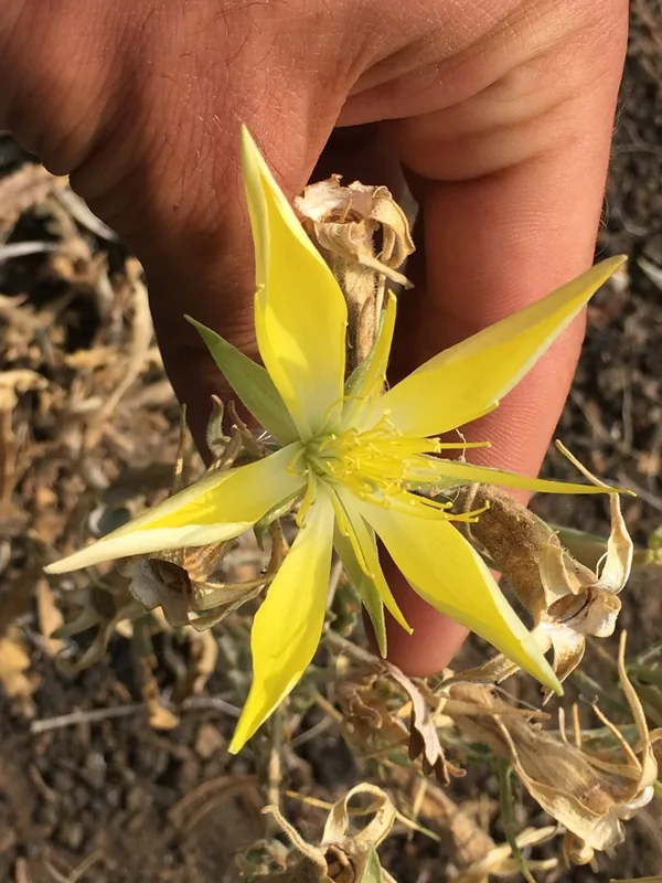 Giant Blazingstar