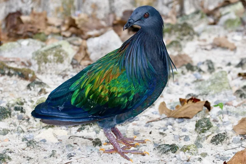 Nicobar Pigeon