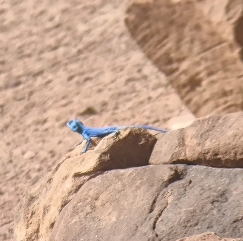Sinai Agama