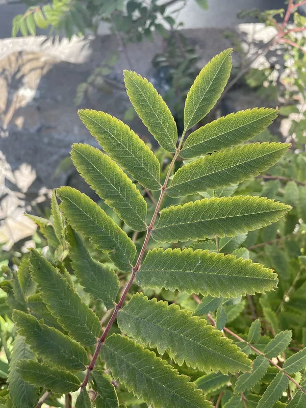European mountain ash