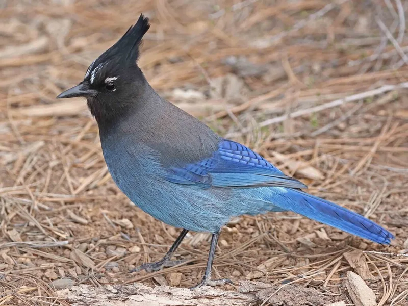 Steller's Jay