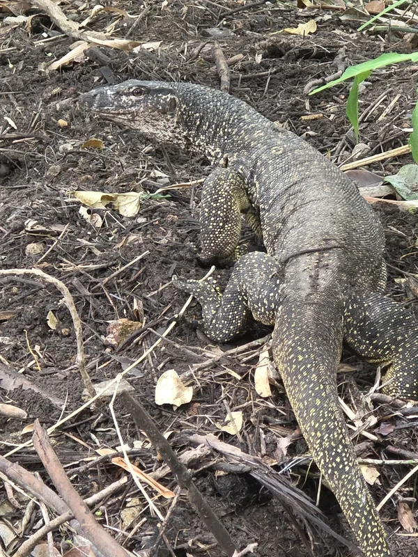 Palawan Monitor