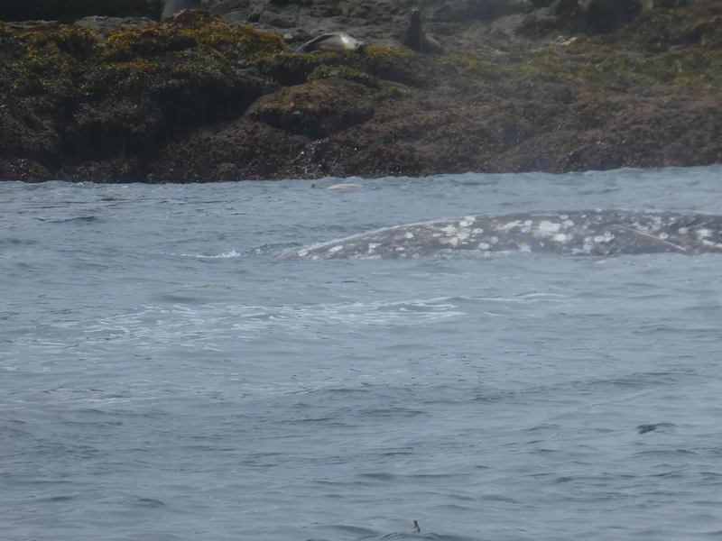 Grey Whale