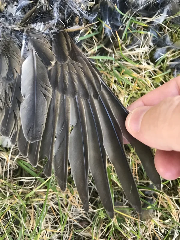 Redwing