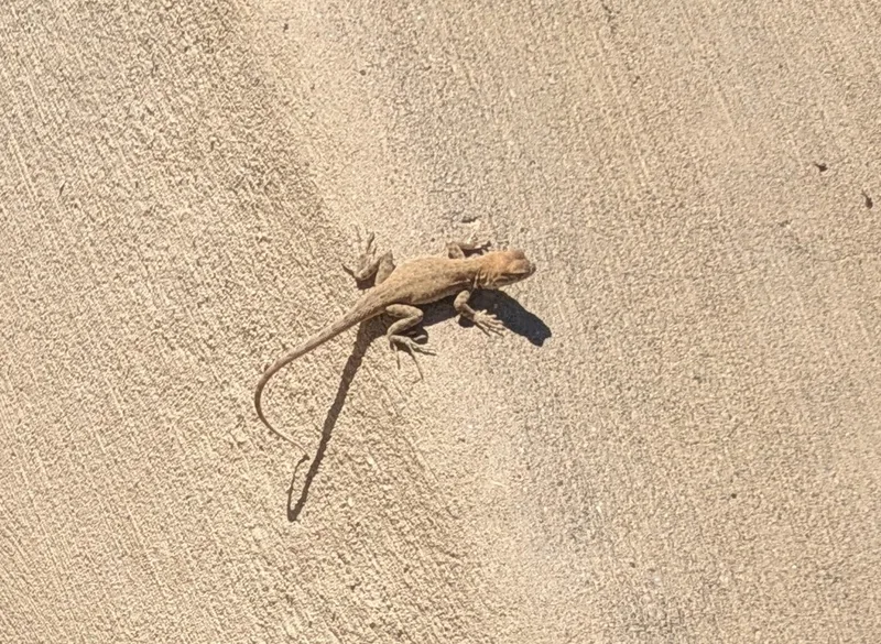 Common Side-blotched Lizard