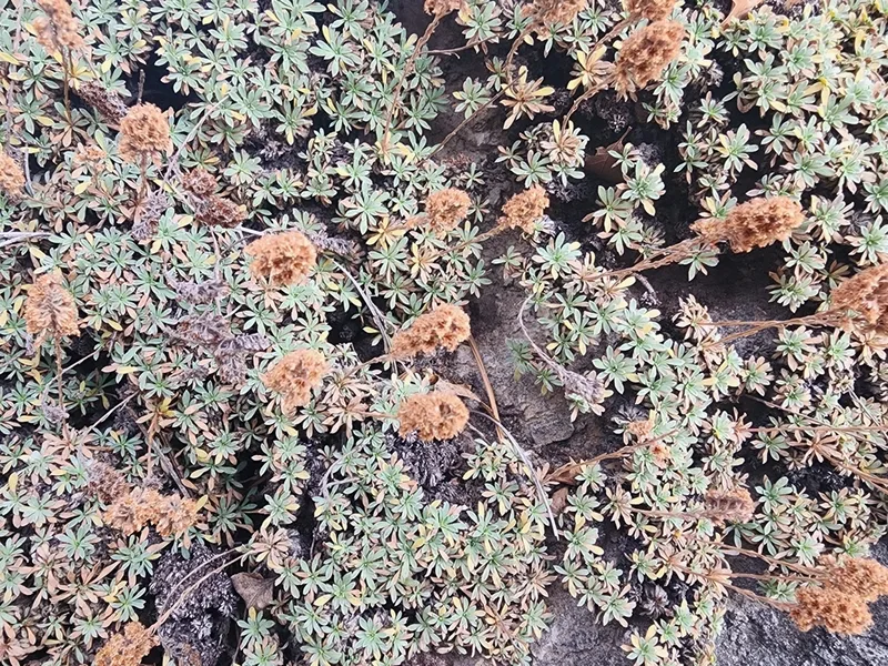 mat rock spiraea