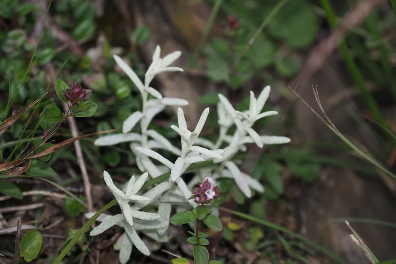 Mount Yushan Pearly Everlasting