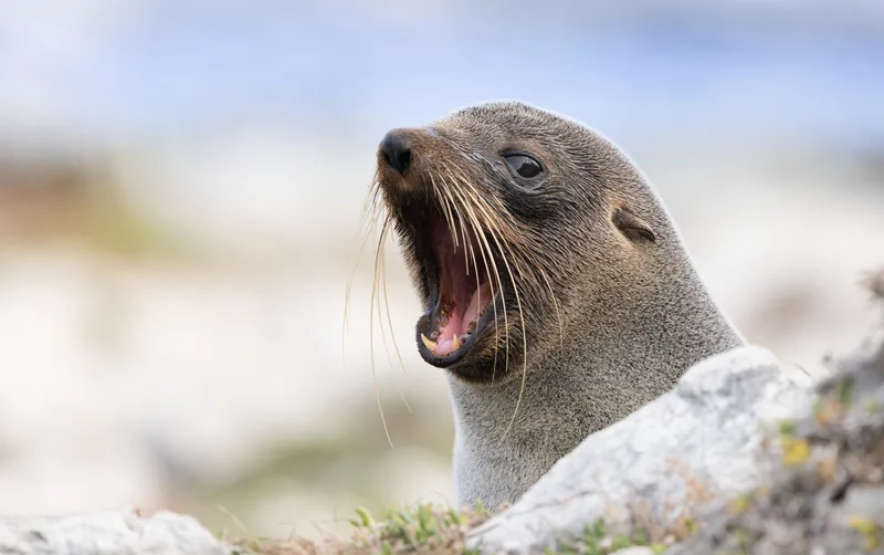 Long-nosed Fur Seal