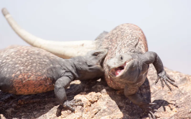 Common Chuckwalla