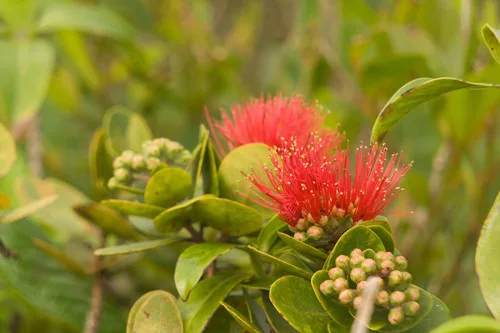 ʻŌhiʻa Lehua