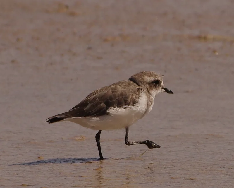 Puna Plover