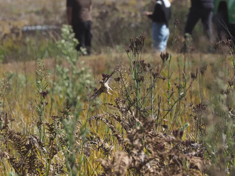 Paddyfield Pipit