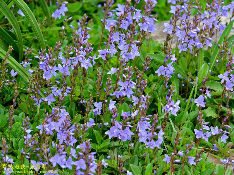 Veronica morrisonicola