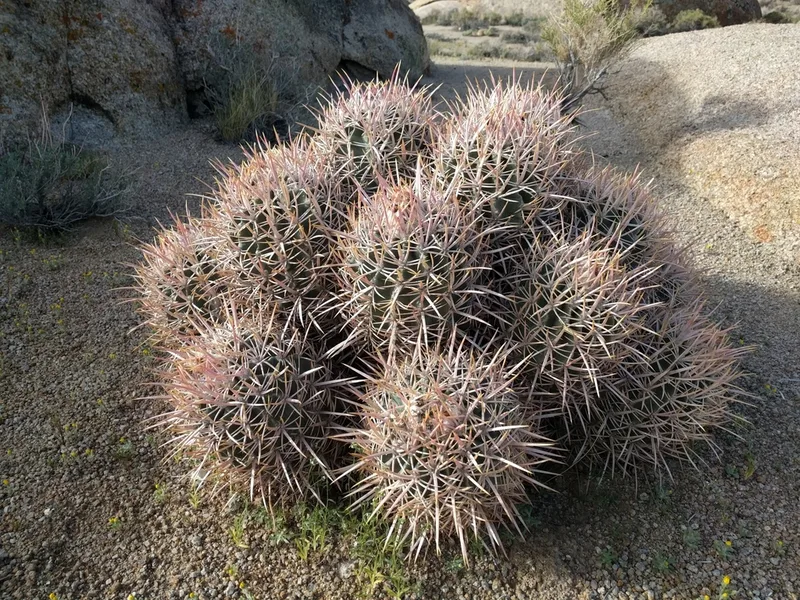 Cottontop Cactus