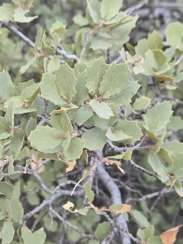 Sonoran scrub oak