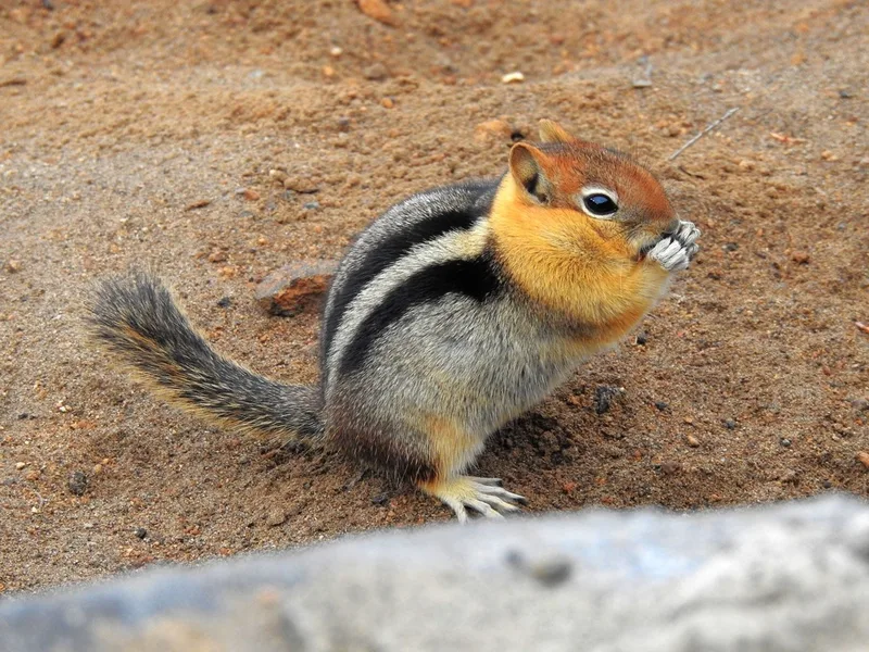 Common Golden-mantled Ground Squirrel