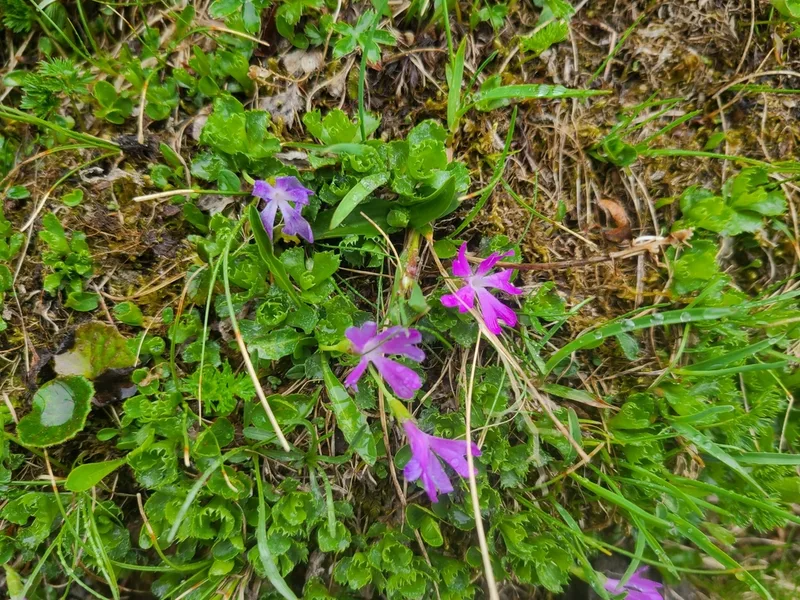 Fairy Primrose