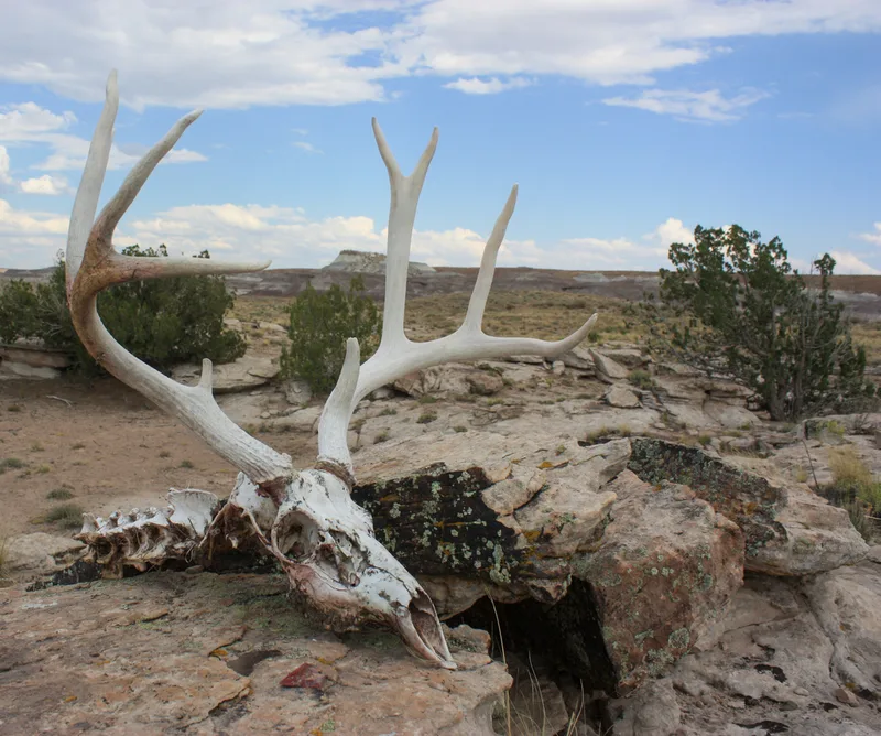 Mule Deer