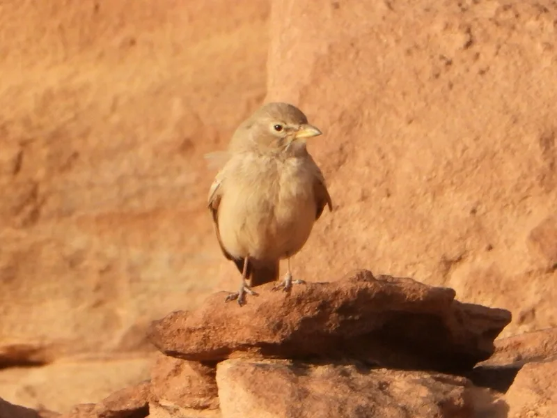 Desert Lark