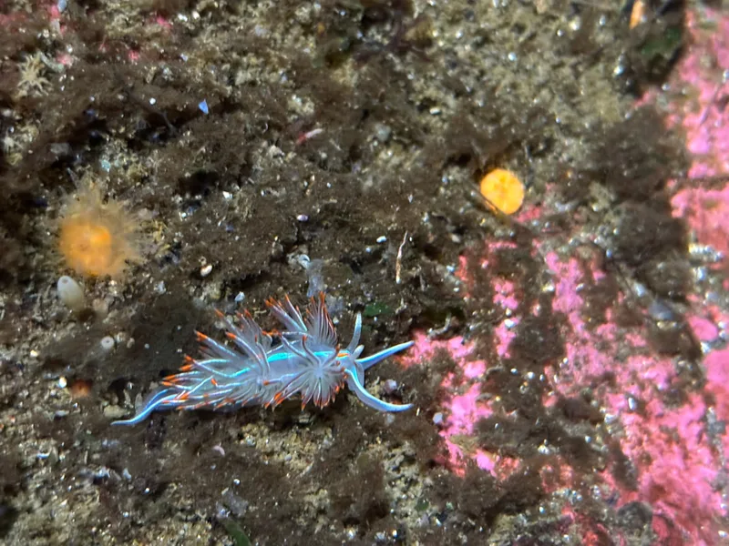 Horned Nudibranch