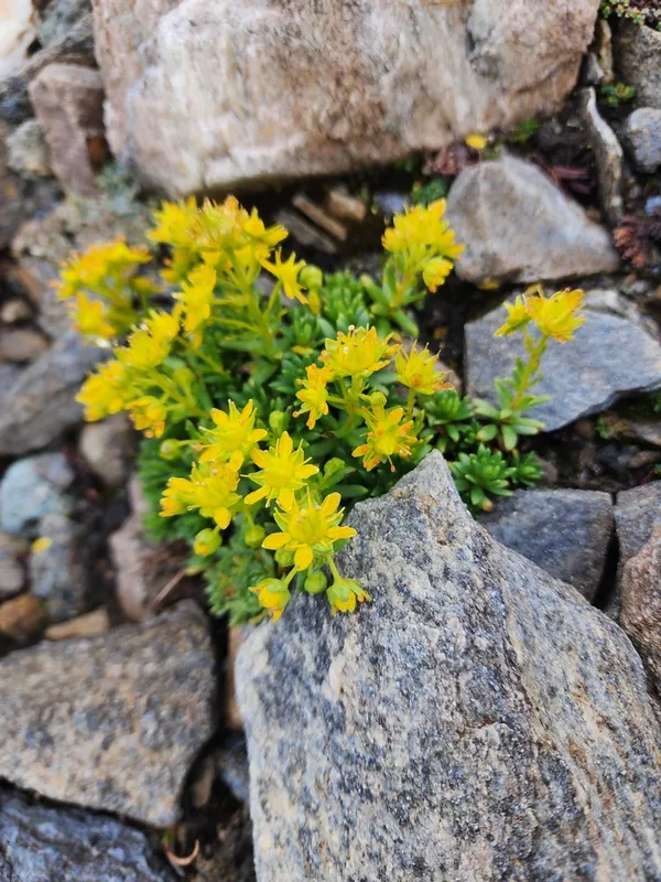 Yellow Saxifrage