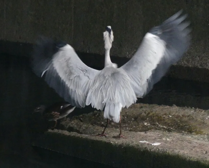Grey Heron