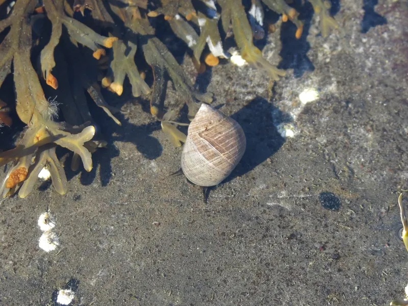 Common Periwinkle