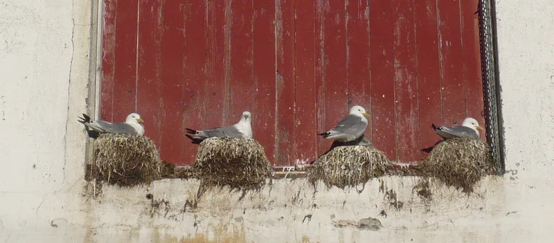 Common Gull