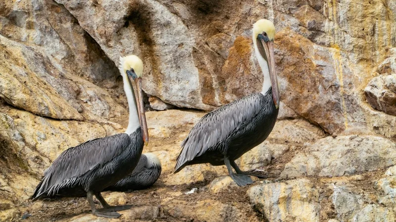 Brown Pelican