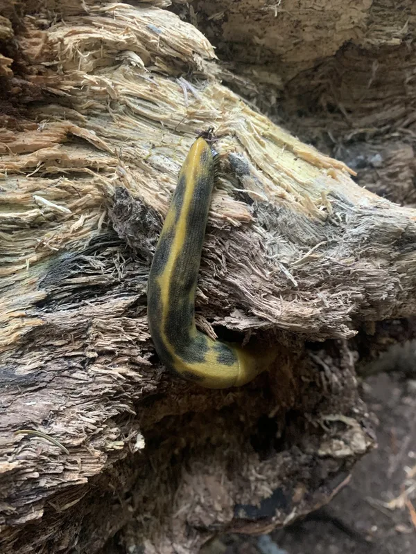 Button's Banana Slug