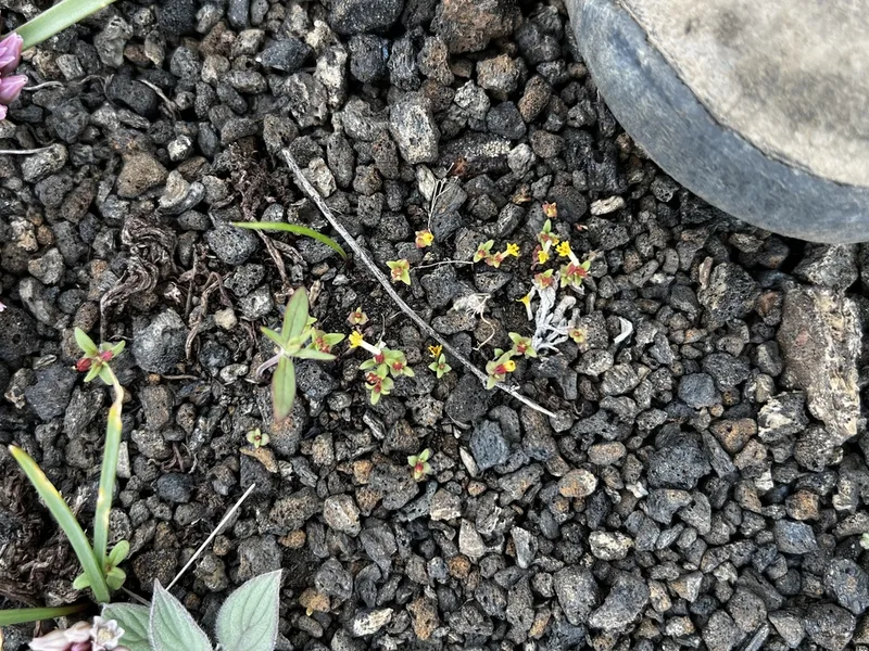 miniature monkeyflower