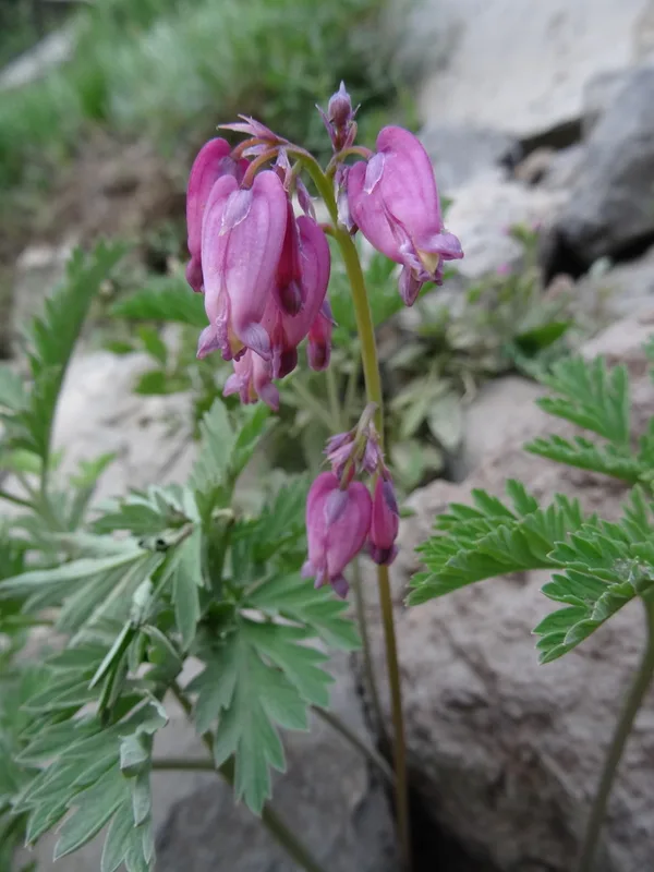 Pacific Bleeding Heart