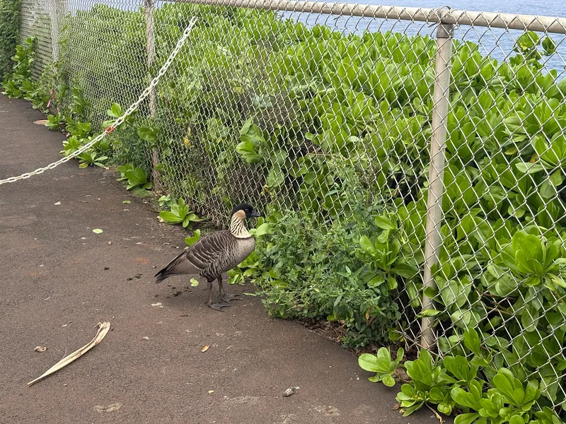 Hawaiian Goose
