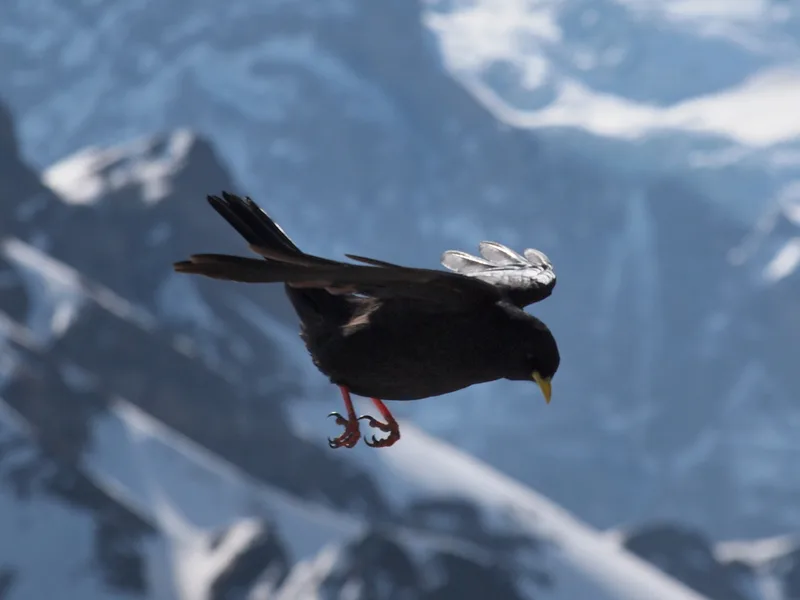 Yellow-billed Chough