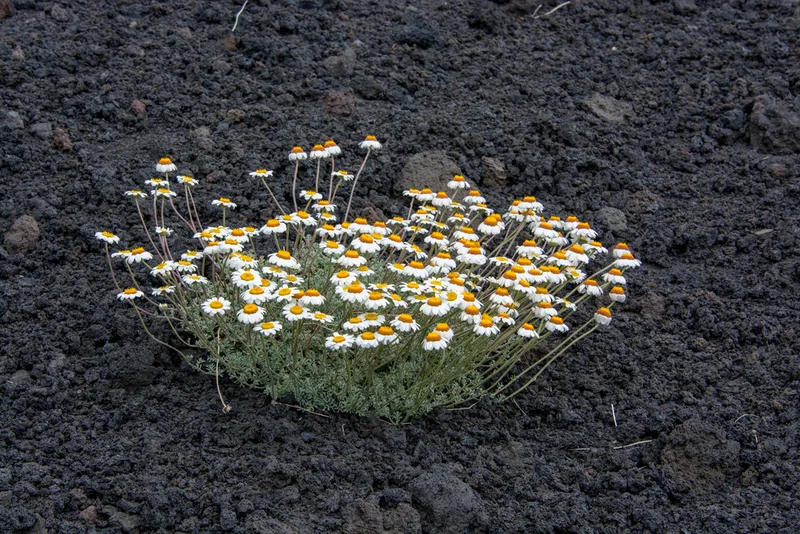 Etna camomile