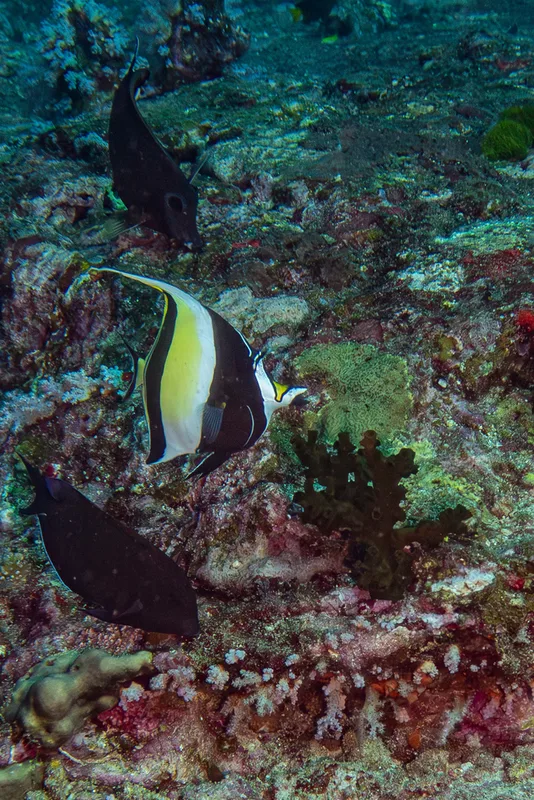 Moorish Idol