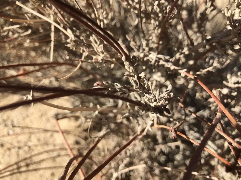 California Buckwheat